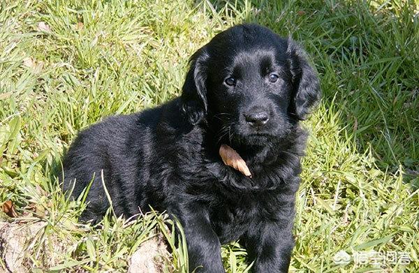 成武藏獒买卖:好想拥有一只这样的田园犬，去哪里能找得到呢？