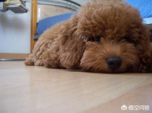 名狗图片taidi:名狗图片大全 为什么都不建议养泰迪犬？