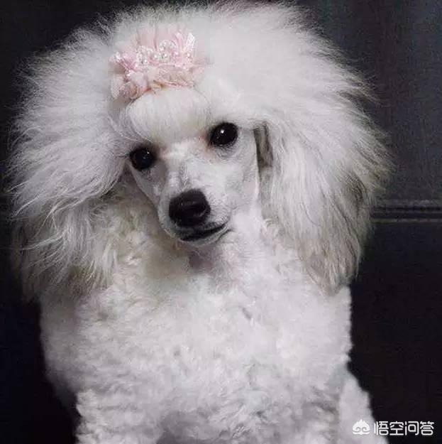 一个月贵宾犬图片欣赏:养一只巨贵犬是什么体验？