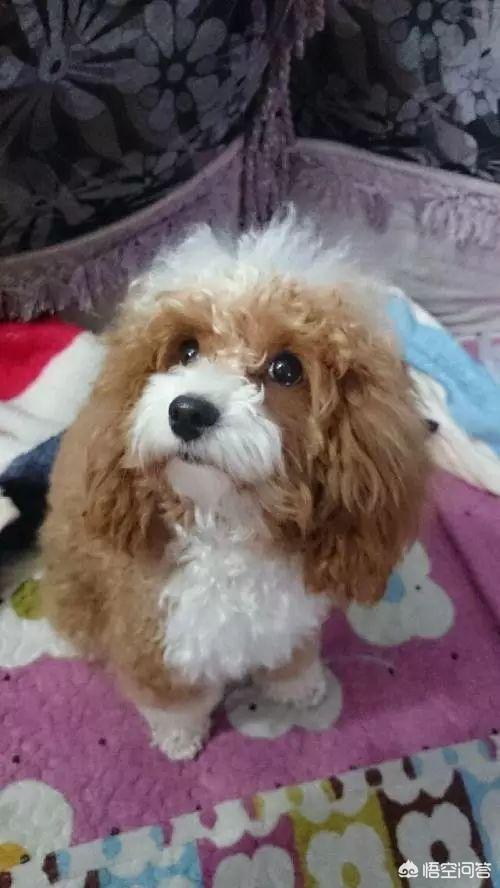 一个月贵宾犬图片欣赏:养一只巨贵犬是什么体验？