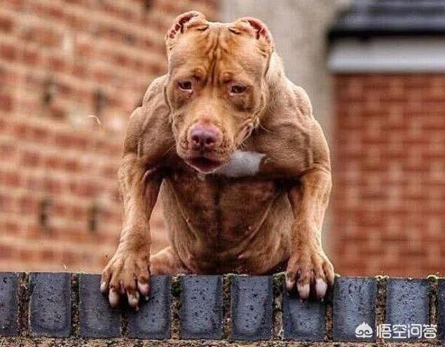 日本土佐犬打架:狗界的四疯三傻是哪几种狗狗？ 土佐犬打架视频