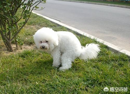 小比熊犬图片:养比熊犬的必备小技能，有哪些？