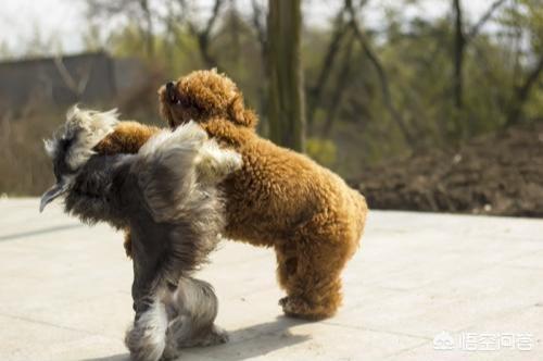 凶猛的小型犬有哪些:哪些狗狗体型小，但脾气却很暴躁呢？