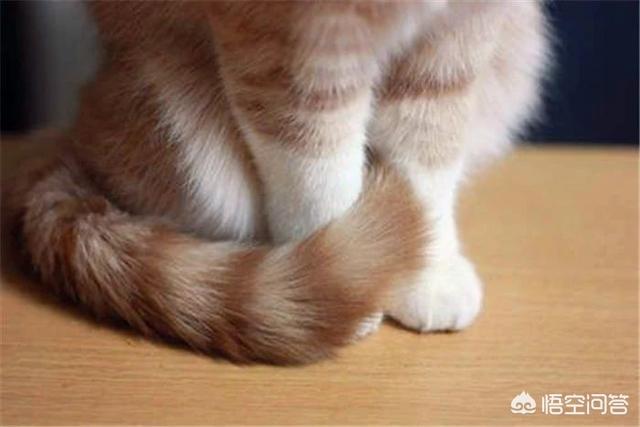 扯猫尾猜一生肖:为什么不可以扯猫的尾巴？