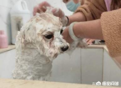 比熊犬怎么养:比熊犬怎么养最好 饲养比熊犬保持什么习惯能延长它的寿命？