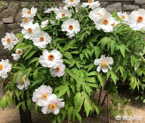 没有阳光的地方能栽芍药花吗？