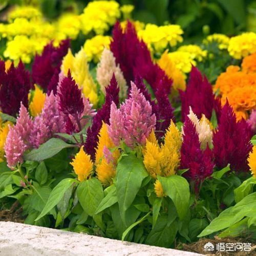 鸡冠花种植:花中之禽“鸡冠花”好养吗？如何养护开花？