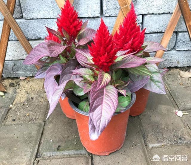 鸡冠花种植:花中之禽“鸡冠花”好养吗？如何养护开花？