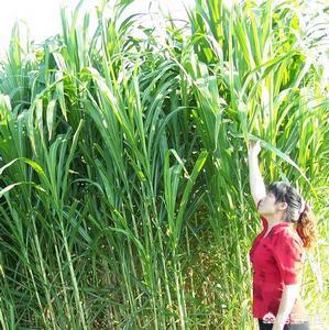 多花黑麦草栽培技术:牛羊放养，种植什么草好？