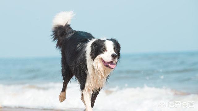 边牧犬图片:如何从边牧的睡觉姿势看出对主人的信任程度？ 边牧犬图片 幼犬