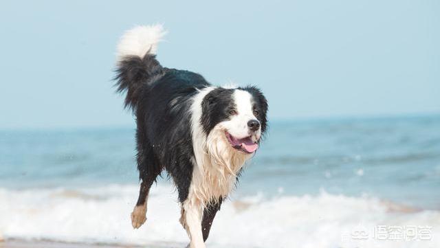 边境牧羊犬好不好的:边境牧羊犬除了聪明，还有什么优点？