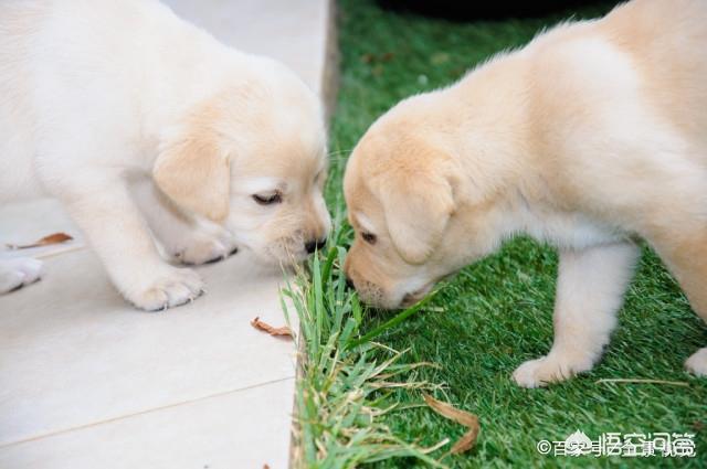 小时候拉布拉多犬性格:小时候的拉布拉多犬是不是粘人 成年之前的拉布拉多犬该什么照顾？