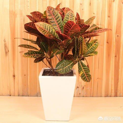变叶木实物:植物变叶木养殖方法是什么？哪位知道？