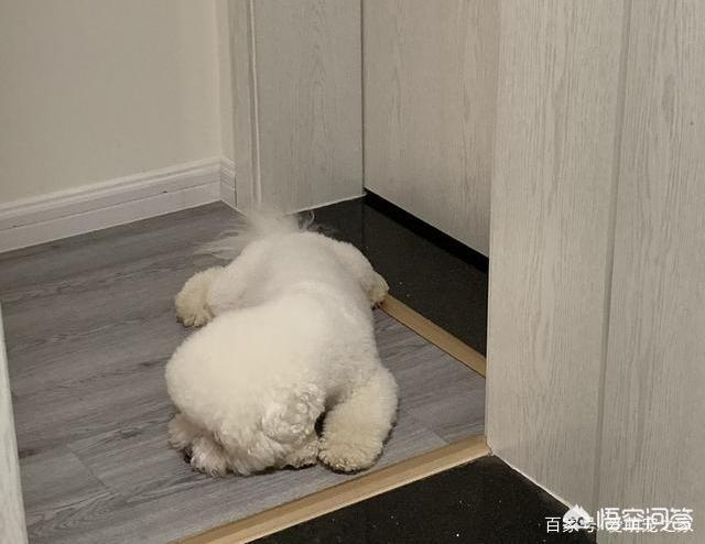 小比熊犬图片:比熊犬把主人当妈妈有什么表现？你家的有什么表现吗？