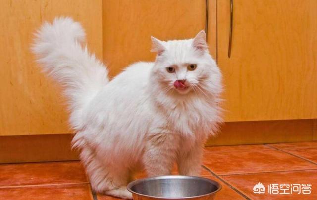 猫不吃雪诗雅罐头:猫咪拒食治疗方法，猫咪拒食是什么病吗？