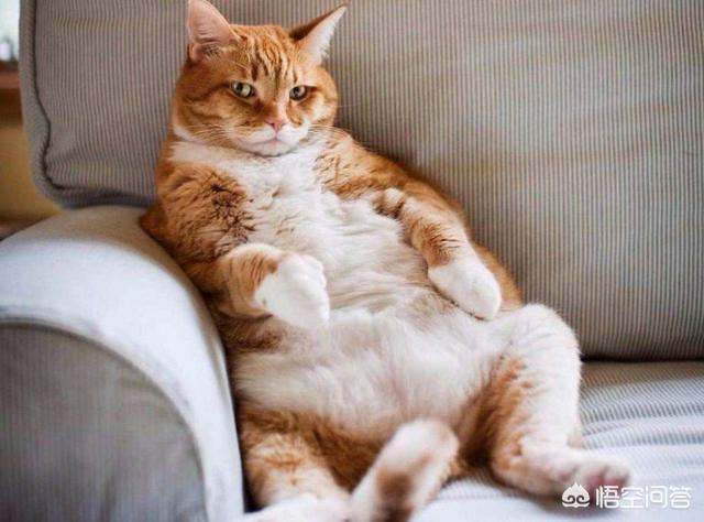 猫不吃雪诗雅罐头:雪诗雅猫罐头 猫为什么不爱吃猫咪，是主人害的吗？