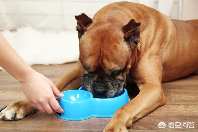 犬窝咳会传染给人吗:狼青的普通感冒会传染吗？狗狗感冒怎么办？ 犬窝咳会传染给人吗?