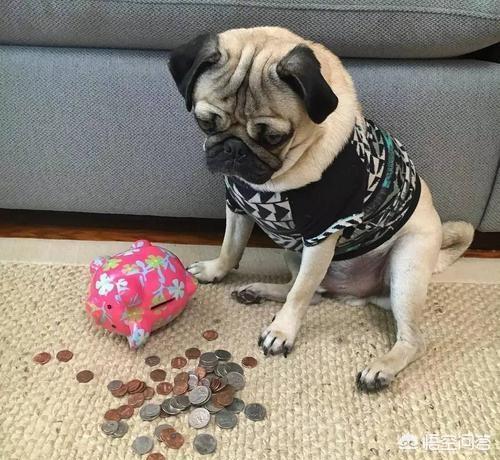 八哥狗图片搞笑卖萌:巴哥犬犯错后有哪些反应？