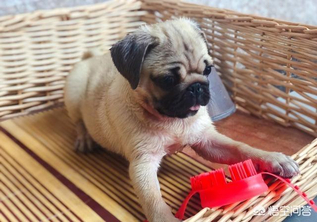 八哥狗图片搞笑卖萌:巴哥犬犯错后有哪些反应？