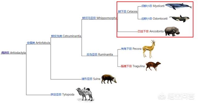 河马吃什么:河马吃草的，为什么狮子鳄鱼都不敢吃它？ 河马吃什么食物