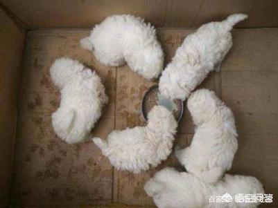 波隆那比熊犬图片:比熊犬的一生可以分为几个阶段？分别该怎么照顾？