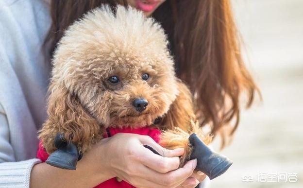 比格犬性格公泰迪绝育:想要了解泰迪的性格，可以从哪些方面入手？