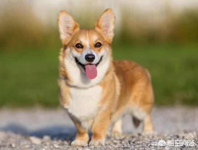 比格犬智商:请问大家，100平的房子养什么大型狗狗合适？