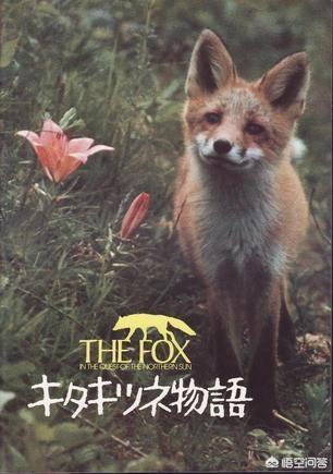 猫咪物语5下载:猫咪庭院物语攻略 物语系列动画的观看顺序是？