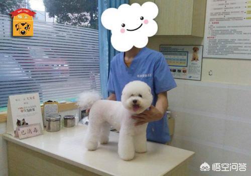 比熊打完疫苗几天可以洗澡:给比熊犬洗澡有什么讲究？