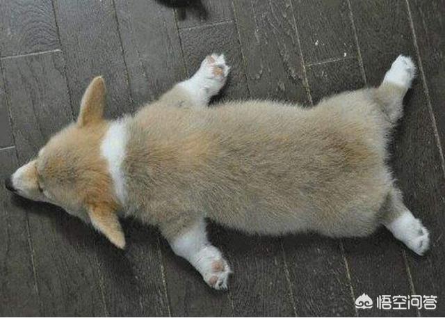 柯基犬智商:养柯基犬有那些好处与坏处？