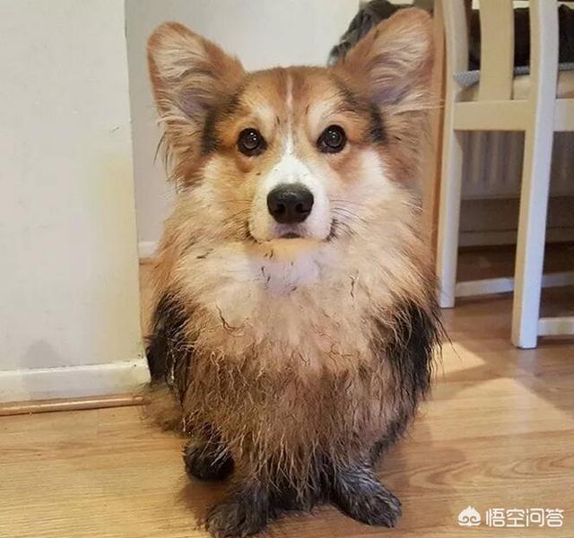 柯基犬智商:养柯基犬有那些好处与坏处？