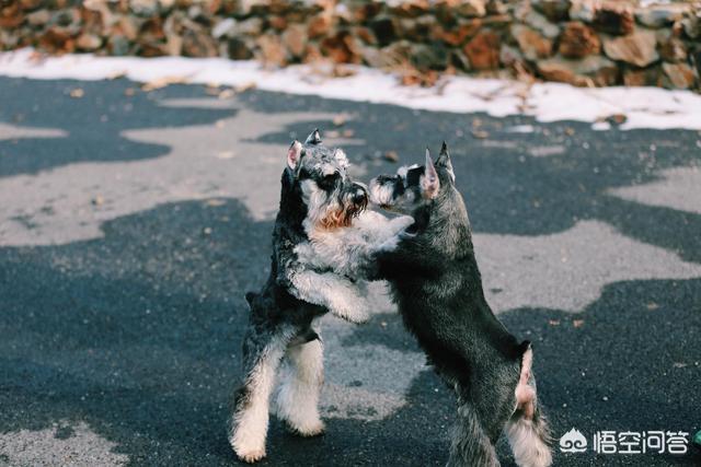 雪纳瑞犬:雪纳瑞犬有哪些“底线”，宠主最好不要踩？不然咬你没商量？