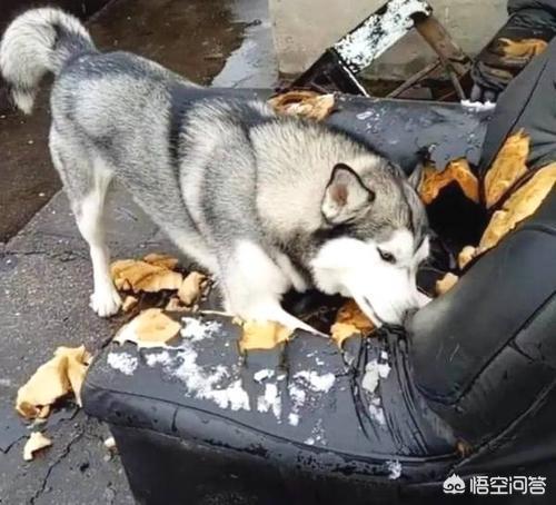 巴仙吉犬智商:雪纳瑞犬可以聪明到什么程度？ 巴仙吉犬智商相当于人几岁