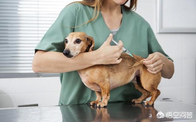 被自家小狗抓伤怎样判断用不用打狂犬疫苗:有被狗狗抓伤得狂犬病的吗？
