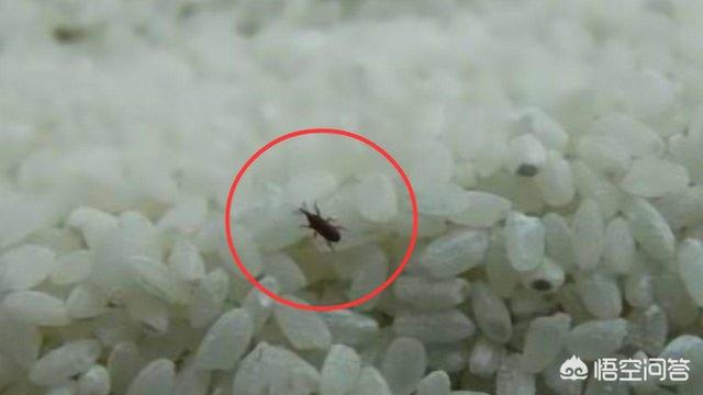 为什么大米中会出现米虫，为什么米放久了就会有虫子这些虫子为什么会凭空出现