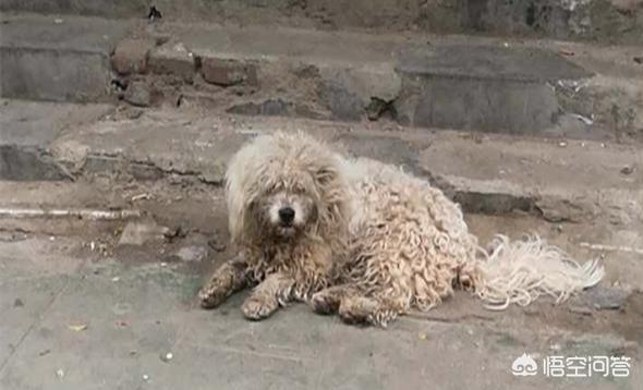 没有狗活不下去在线看:这年代单身就活不下去吗？