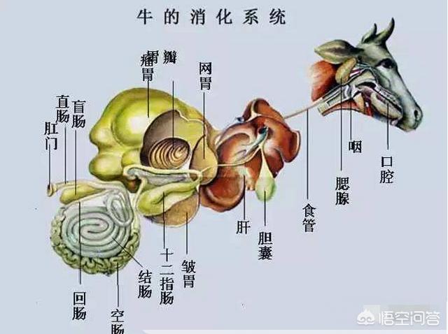 头条问答 - 大熊猫吃竹子,纤维片不会划伤消化器官内壁吗?为什么?