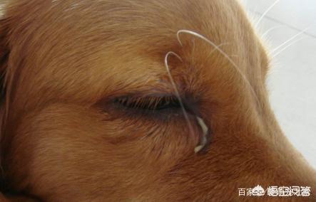小狗眼屎多怎么办:狗狗眼睛睁不开，有很多眼屎，怎么办？