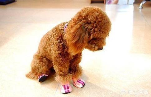 挤肛门腺了:柯基犬多久挤一次肛门腺？怎么挤？