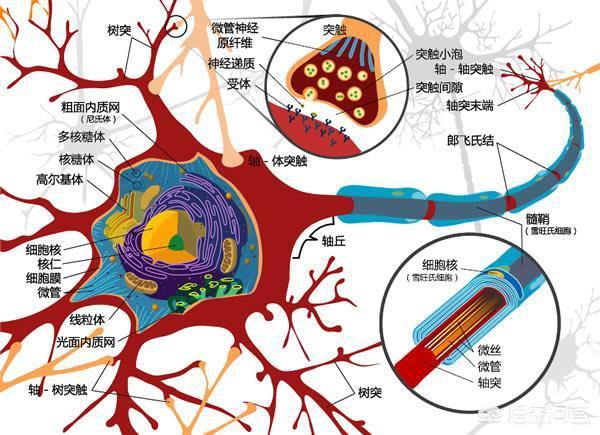 哪里可以买到电鲶:电鳗没有发动机却有电，那么它的发电原理是什么？