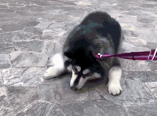 阿拉斯加雪橇犬好养吗为啥:为什么越来越少人养阿拉斯加？