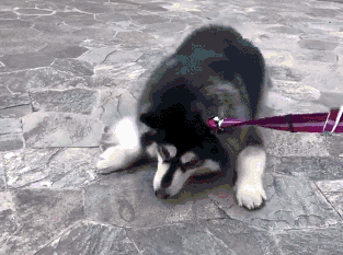 阿拉斯加犬性格脾气:养八只阿拉斯加犬是什么体验？