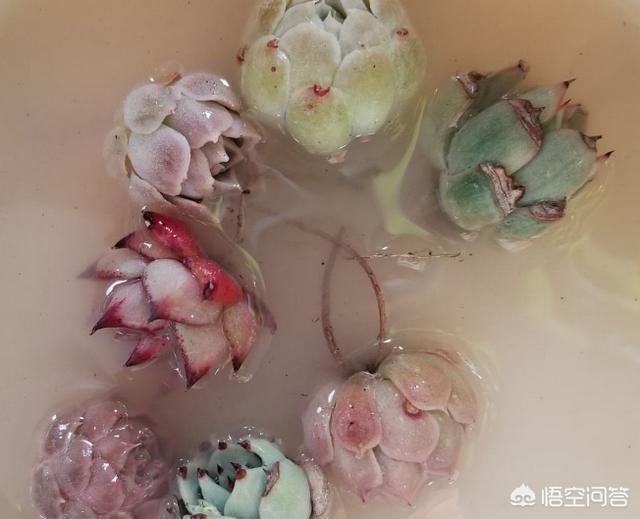 大和锦多肉怎么栽种:现在网购的多肉怎么上盆？