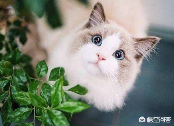 猫咪智商排名前五位是哪几种猫咪？