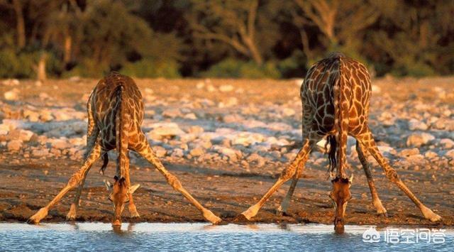 长颈鹿将来会灭绝吗，为什么我不相信达尔文的进化论呢长颈鹿不能改变挑食的毛病吗