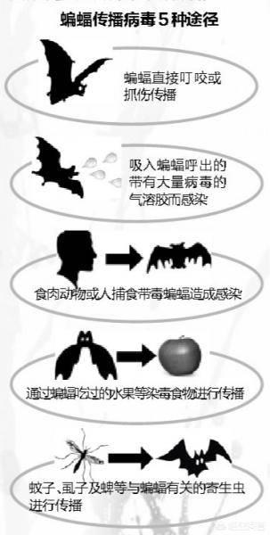 巨型蝠鲼:蝙蝠带有100多种病毒，为何自身不发病？