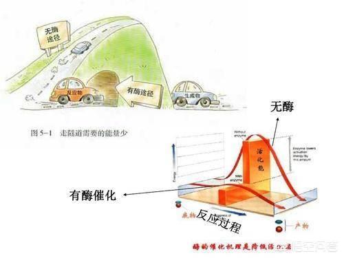 巨型蝠鲼:蝙蝠带有100多种病毒，为何自身不发病？