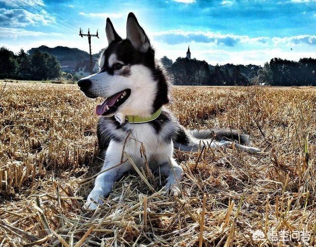 纽波利顿獒犬和卡斯罗:有什么狗狗是体质比较好、不容易生病的？