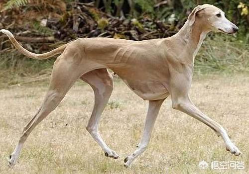 兰伯格獒犬:有哪些珍稀狗狗，一般人都没见过？ 兰伯格獒犬的价格