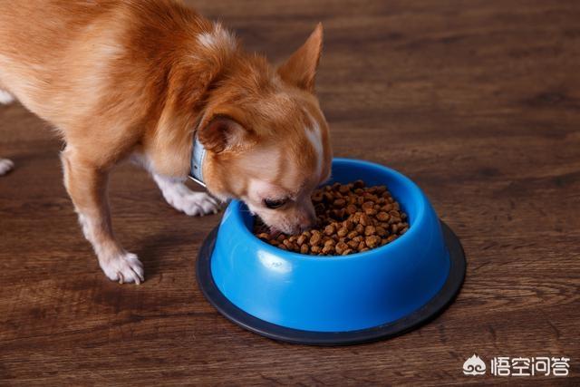 训犬教程:什么训狗方式，对狗狗来讲堪比“慢性自杀”？